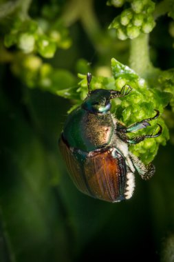 Makro Japon böceği