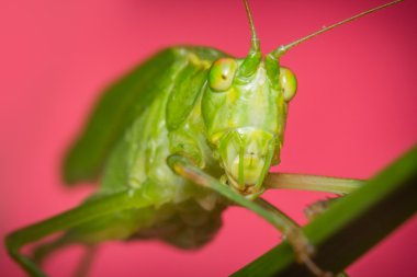 Çatal kuyruklu çalı katydid