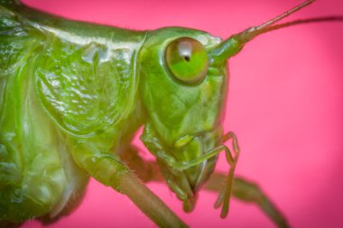 Çatal kuyruklu çalı katydid