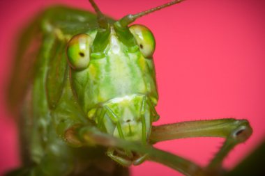 Çatal kuyruklu çalı katydid