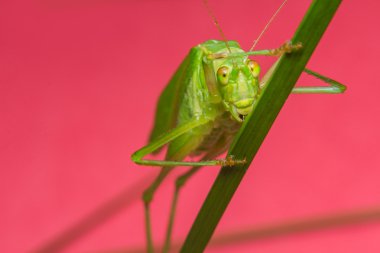 Çatal kuyruklu çalı katydid