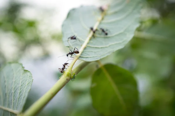 蜂蜜蚂蚁 — 图库照片