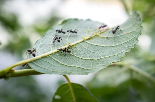 Honung myror bladlössen — Stockfoto