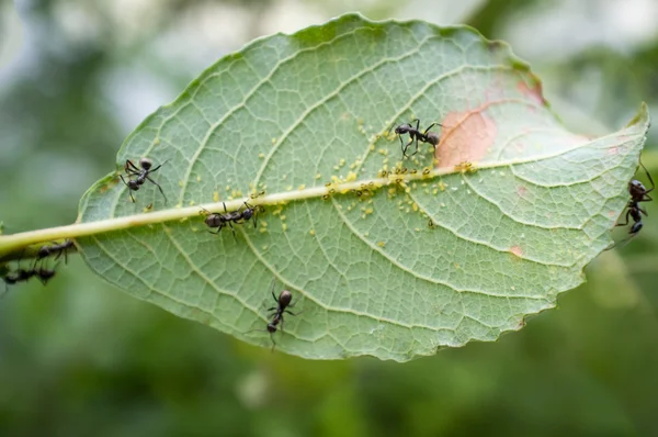 Mel formigas Aphids — Fotografia de Stock