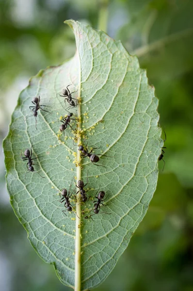 Honung myror bladlössen — Stockfoto