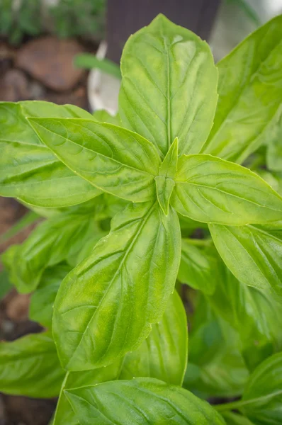 Sweet basil plant — Stockfoto