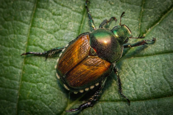 Makro japoński chrząszcza — Zdjęcie stockowe