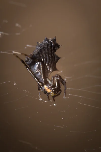 Spined Micrathena Spider — Fotografie, imagine de stoc