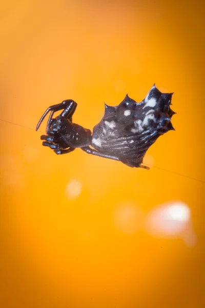 Araña espinada Micrathena — Foto de Stock