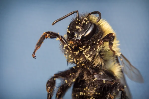 Bumblebee Timur Umum — Stok Foto