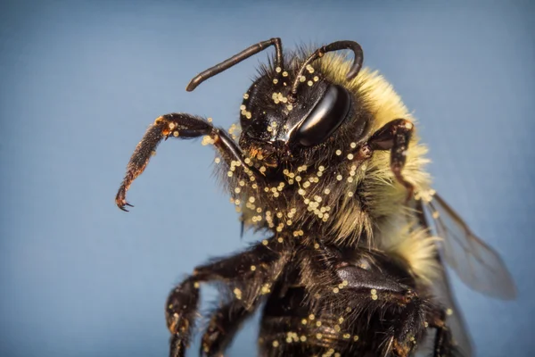 Östliche Hummel — Stockfoto