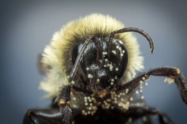 Ortak Doğu Bumblebee — Stok fotoğraf