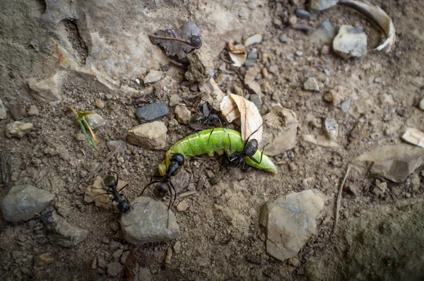 Černý mravenci jíst — Stock fotografie