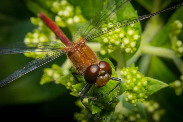 Macro Closeup Libélula — Fotografia de Stock