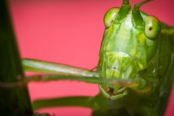 Arbusto de cauda de garfo katydid — Fotografia de Stock