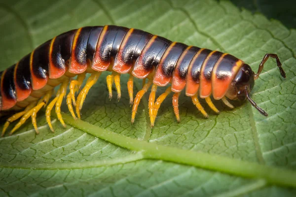 Orange Millipede Leaf — Stock Photo, Image