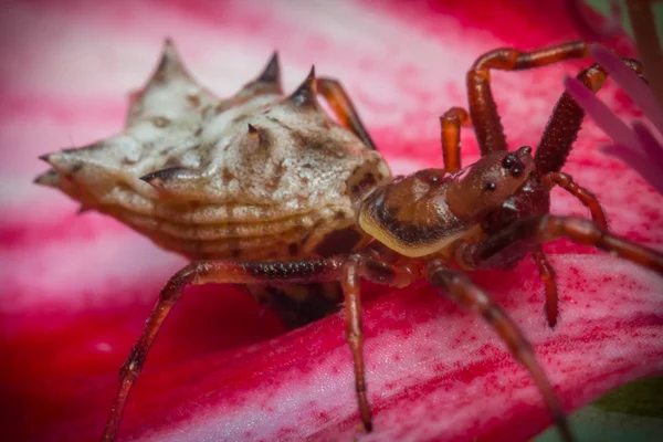 Spined Micrathena Spider — Stock Photo, Image