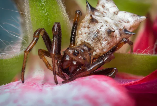 Överraskad Micrathena spindel — Stockfoto