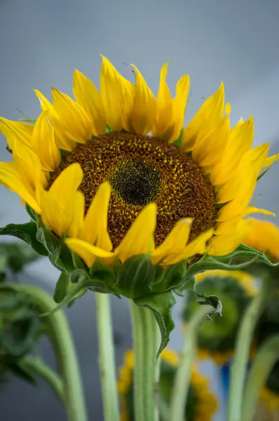 Heldere zonnebloemen binnenshuis — Stockfoto