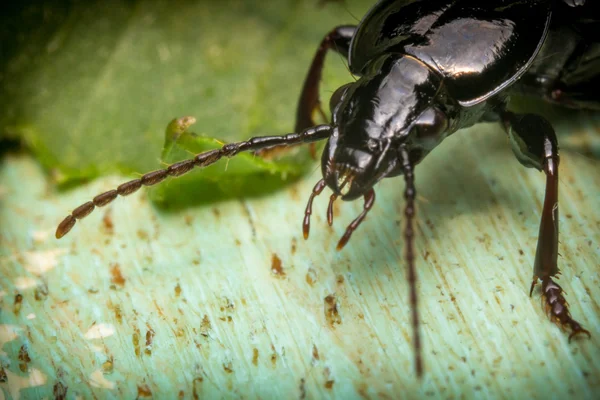 Scarabeo cedro macro — Foto Stock