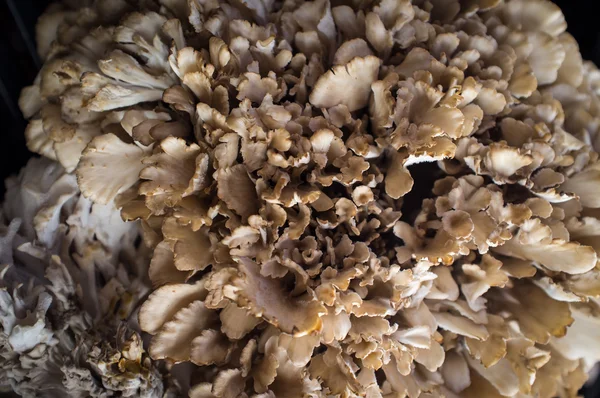 Organic Cauliflower Mushroom — Stock Photo, Image