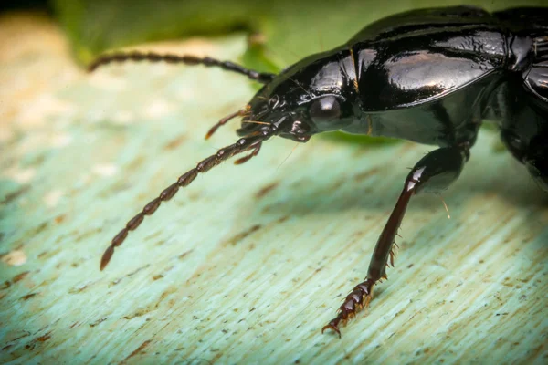 Escarabajo de cedro de macro — Foto de Stock