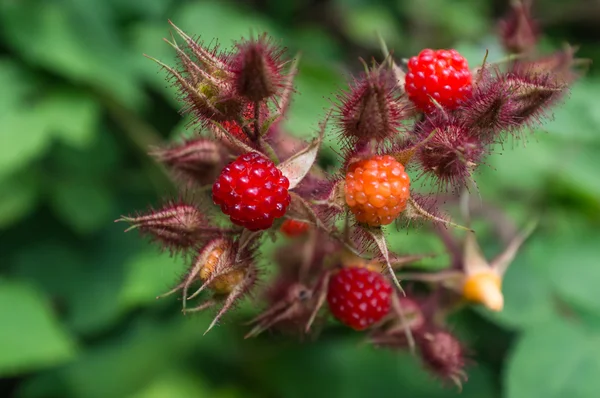 Eetbare wilde frambozen — Stockfoto