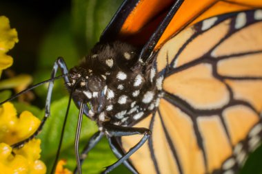 closeup monarch kelebek