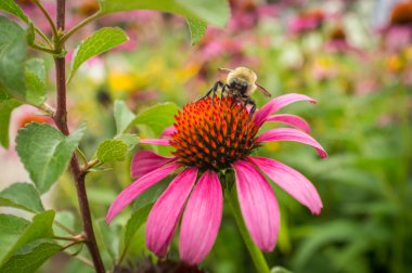 Ortak Doğu Bumblebee çiçek