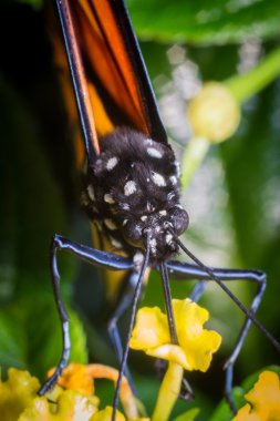 Closeup Monarch Butterfly clipart