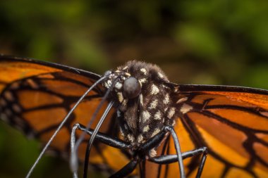 closeup monarch kelebek