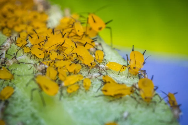 Gula bladlöss makro — Stockfoto