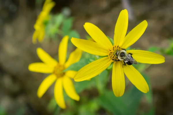 Flor de abejorro oriental común —  Fotos de Stock