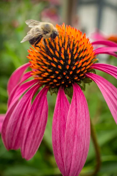 Bunga Bumblebee Timur Umum — Stok Foto