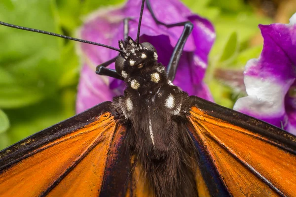 Primo piano farfalla monarca — Foto Stock