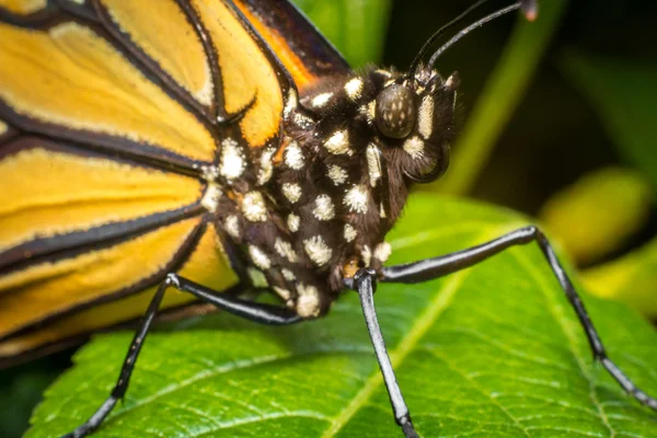 Primer plano mariposa monarca —  Fotos de Stock