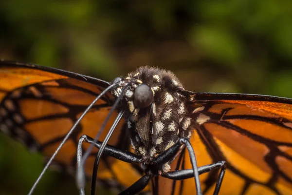 Primer plano mariposa monarca —  Fotos de Stock