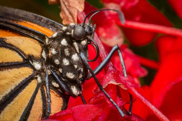 Monarch Butterfly Closeup — Stok Foto