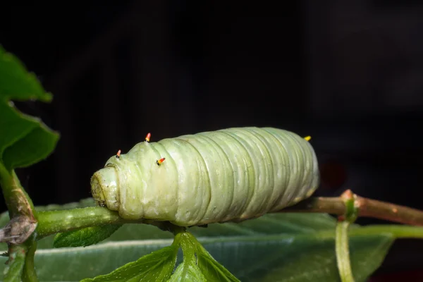 Nagy zöld Caterpillar — Stock Fotó