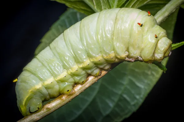 Nagy zöld Caterpillar — Stock Fotó
