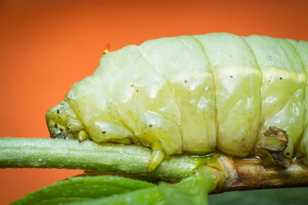 Nagy zöld Caterpillar — Stock Fotó