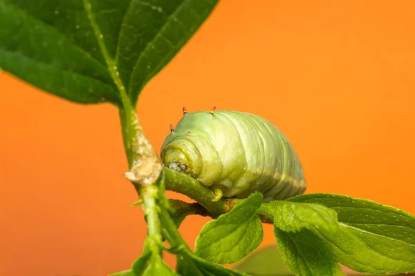 大型绿色的毛虫 — 图库照片