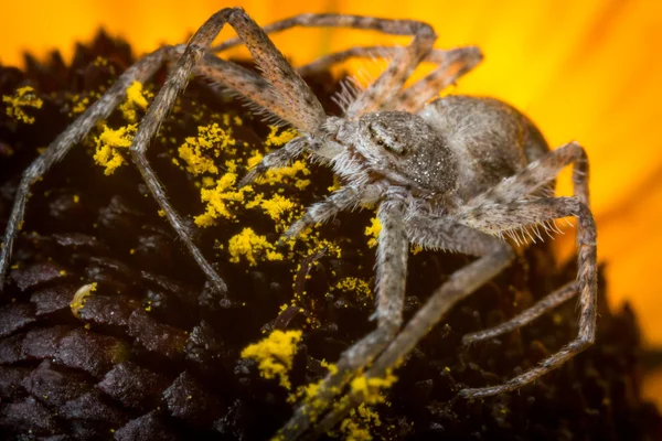 Macro aranha caranguejo correndo — Fotografia de Stock