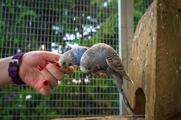 Χέρι ταΐζοντας Parakeet — Φωτογραφία Αρχείου
