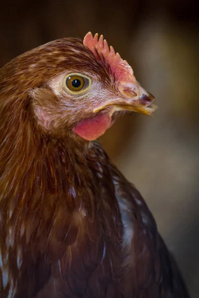 Farm Chicken Closeup Stock Image