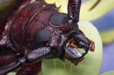 uzun boynuzlu böcek