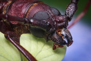 uzun boynuzlu böcek