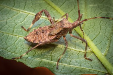 Miğferli Squash hata