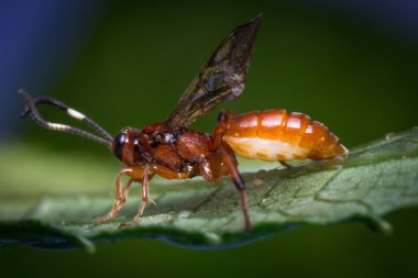 Küçük bebek Ichneumon yaban arısı