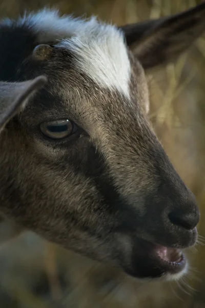 Close up Baby Goat — стоковое фото